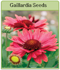 Gaillardia Seeds Gaillardia Seeds