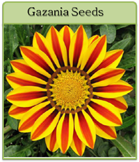 Gazania Seeds Gazania Seeds