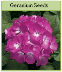 Geranium Seeds Geranium Seeds