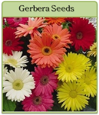 Gerbera Seeds Gerbera Seeds