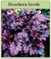 Heuchera Seeds Heuchera Seeds