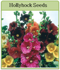 Hollyhock Seeds Hollyhock Seeds