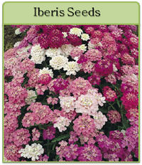 Iberis Seeds Iberis Seeds