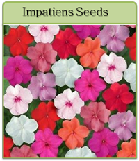 Impatiens Seeds Impatiens Seeds