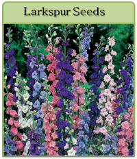 Larkspur Seeds Larkspur Seeds