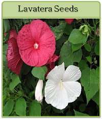 Lavatera Seeds Lavatera Seeds