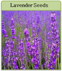 Lavender Seeds Lavender Seeds