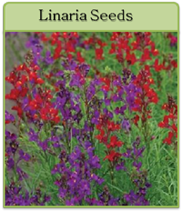 Linaria Seeds Linaria Seeds