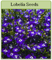 Lobelia Seeds Lobelia Seeds