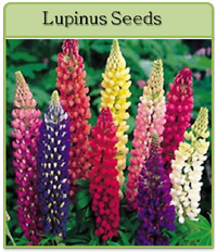 Lupinus Seeds Lupinus Seeds