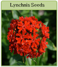 Lynchnis Seeds Lynchnis Seeds