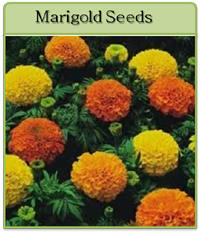 Marigold Seeds Marigold Seeds