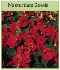 Nasturtium Seeds Nasturtium Seeds