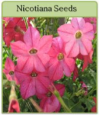 Nicotiana Seeds Nicotiana Seeds