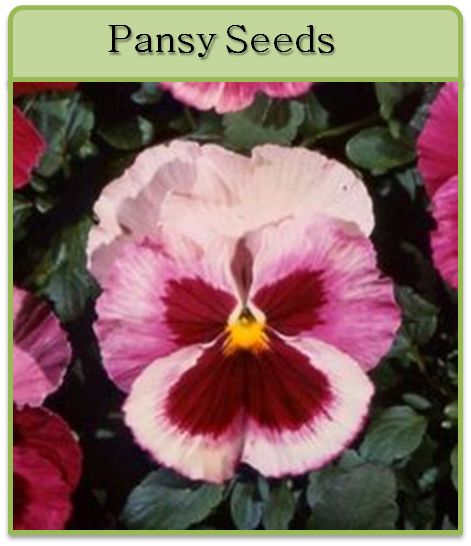 Pansy Seeds Pansy Seeds