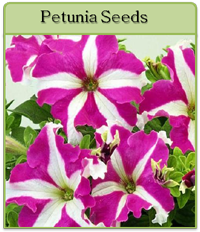 Petunia Seeds Petunia Seeds