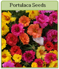 Portulaca Seeds Portulaca Seeds