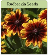Rudbeckia Seeds Rudbeckia Seeds