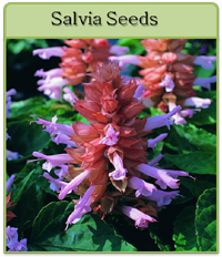 Salvia Seeds Salvia Seeds