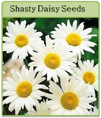 Shasty Daisy Seeds Shasty Daisy Seeds