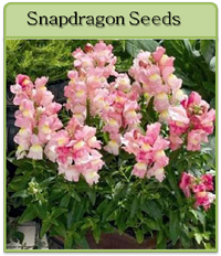 Snapdragon Seeds Snapdragon Seeds