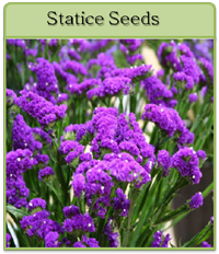 Statice Seeds Statice Seeds