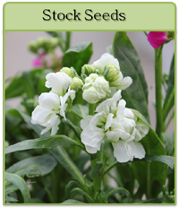 Stock Seeds Stock Seeds