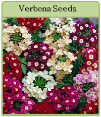 Verbena Seeds Verbena Seeds
