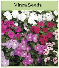 Vinca Seeds Vinca Seeds