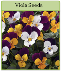Viola Seeds Viola Seeds