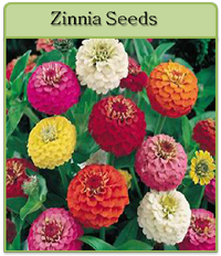 Zinnia Seeds Zinnia Seeds