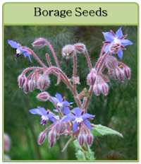 Borage Seeds