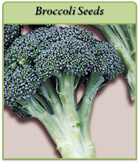 Broccoli Seeds broccoli-seeds-logo.png