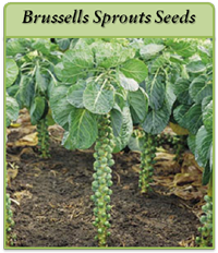 Brussells Sprouts Seeds brussells-sprouts-seeds-logo.png
