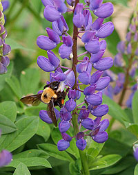 bumblebeeonlupine.jpg