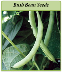Bush Bean Seeds bush-bean-seeds-logo.png