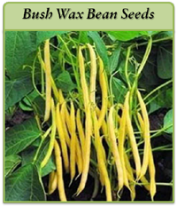 Bush Wax Bean Seeds bush-wax-bean-seeds-logo.png