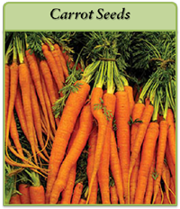 Carrot Seeds carrot-seeds-logo.png