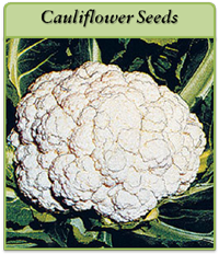 Cauliflower Seeds cauliflower-seeds-logo.png