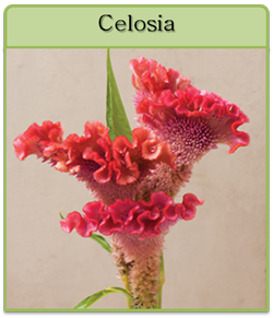 Celosia Cut Flower Seeds