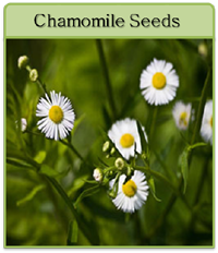 Chamomile Seeds