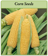 Corn Seeds corn-seeds-logo.png
