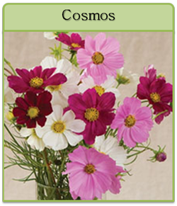Cosmos Cut Flower Seeds