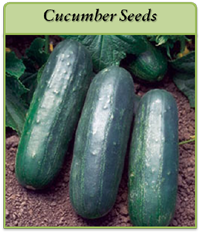 Cucumber Seeds cucumber-seeds-logo.png