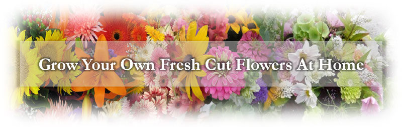 cut-flower-header.jpg