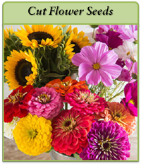 cut-flower-seeds-logo.png