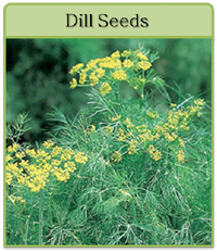 Dill Seeds