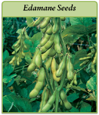 Edamame Seeds edamame-seeds-logo.png