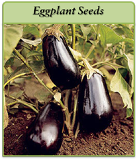 Eggplant Seeds eggplant-seeds-logo.png