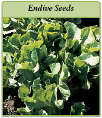 Endive Seeds endive-seeds-logo.png